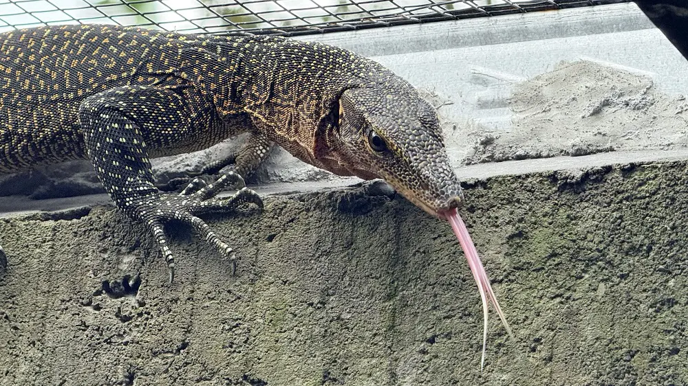 Arthropods and Reptiles